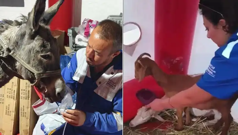 Yangından Kurtulan Eşeğe Oksijen Maskeli Şefkatli Tedavi Uygulandı