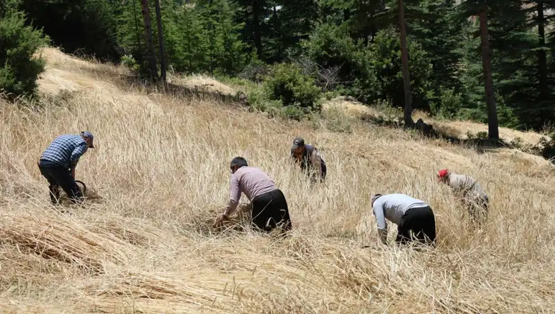 Teknolojiden Uzak, Geleneksel Yöntemlerle Hasat Dönemi Başladı