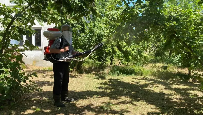 Çiftçinin Umudu: Kükürt ve Samuray Arısının Eşsiz Mücadelesi