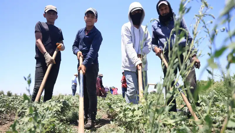 Sıcak Havada Çalışmak: 650 TL Yevmiye ile Zorlu Mesai Süreci