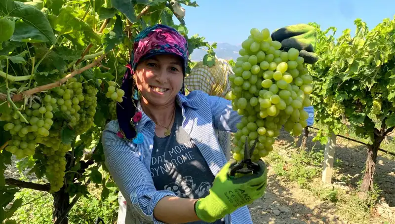 Manisa'nın Fıstığı: İlk İhracat Tırları Avrupa Yolunda!