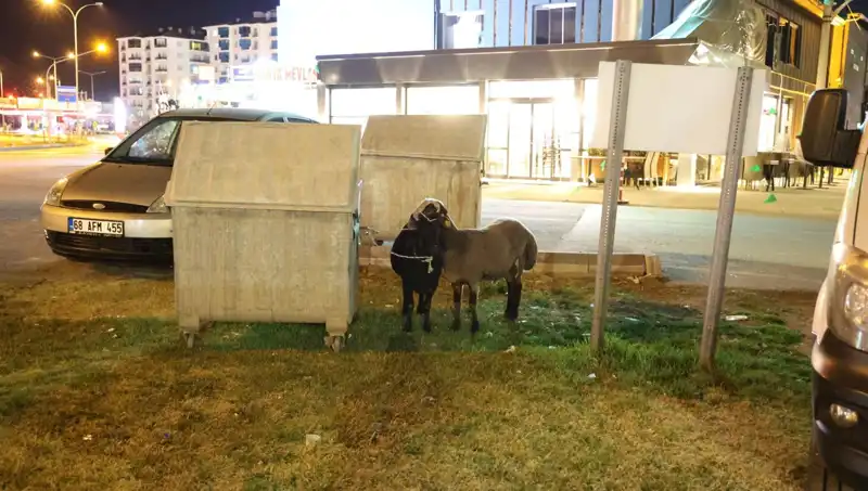 Mor Karaman Koyunları: Zorlu Yolda Terkedilmiş Hayvanlar ve Çözüm Süreci