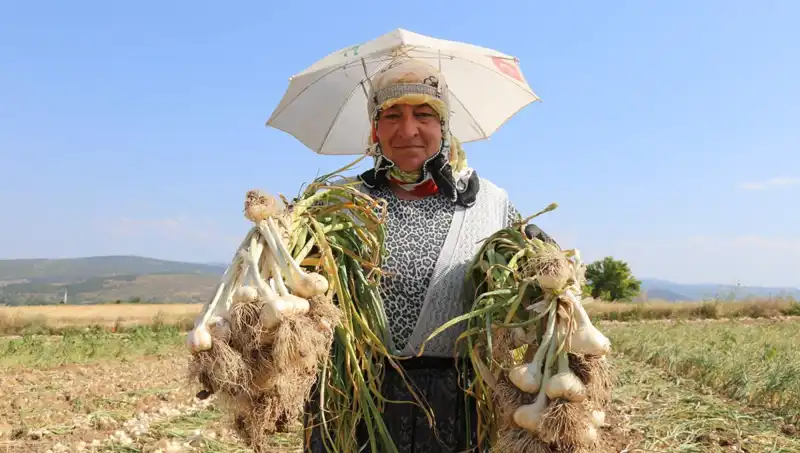 Kavurucu Sıcakta Aşırı Çalışanlar: Günlük 1200 TL Kazanmanın Bedeli