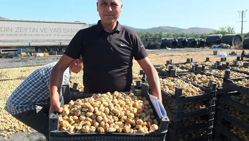 Balıkesir'de Ürün Hasadı Başladı: Çin ve Rus Pazarında Yeni Fırsatlar