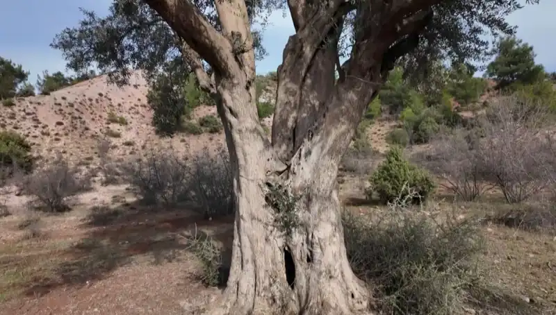 800 Yıllık Zeytin Ağacı: Tarihin Ve İnsanın Eserinin Korunma Mücadelesi